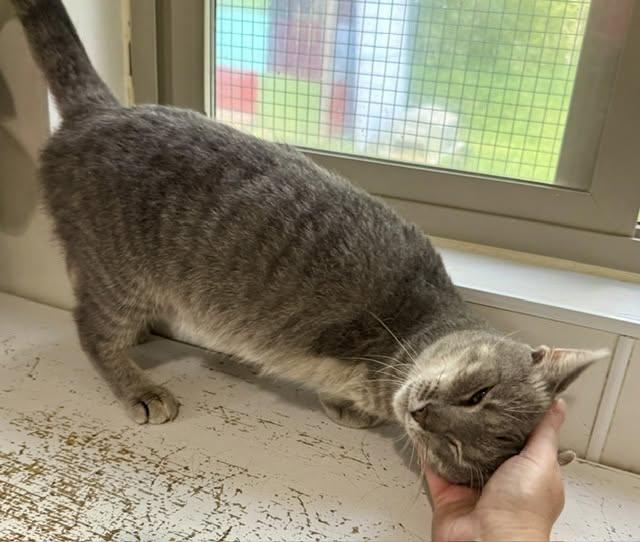 Enlarge Zena, a ADOPTABLE Domestic Short Hair in Ashland, OH image 5/6