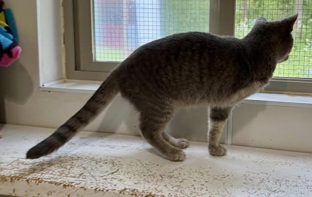Enlarge Zena, a ADOPTABLE Domestic Short Hair in Ashland, OH image 6/6