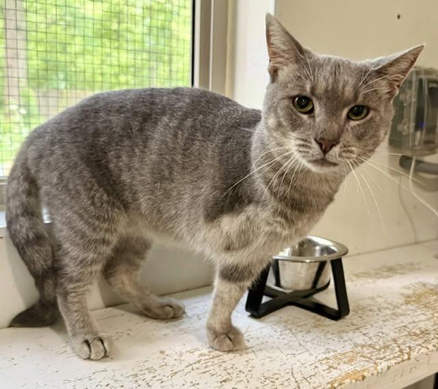 Enlarge Zena, a ADOPTABLE Domestic Short Hair in Ashland, OH image 4/6