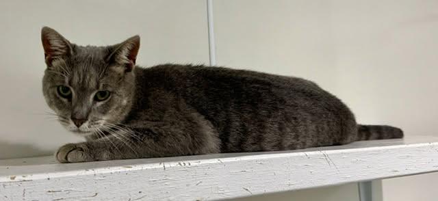 Zena, ADOPTABLE, Young Female Domestic Short Hair.