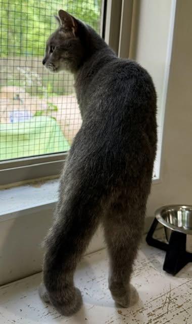 Enlarge Zena, a ADOPTABLE Domestic Short Hair in Ashland, OH image 3/6