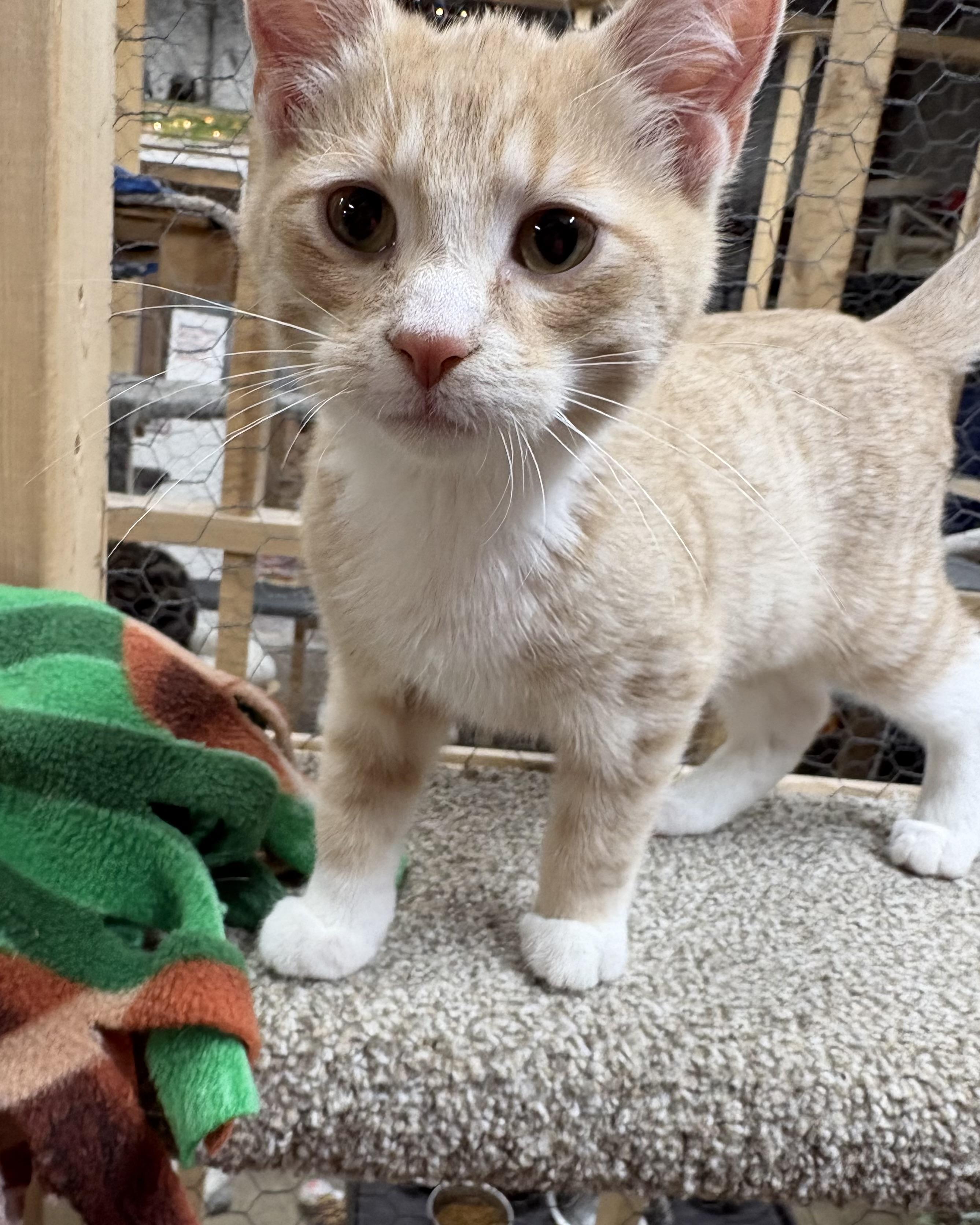 Merlin, a ADOPTABLE Domestic Short Hair in Faribault, MN image 2/2