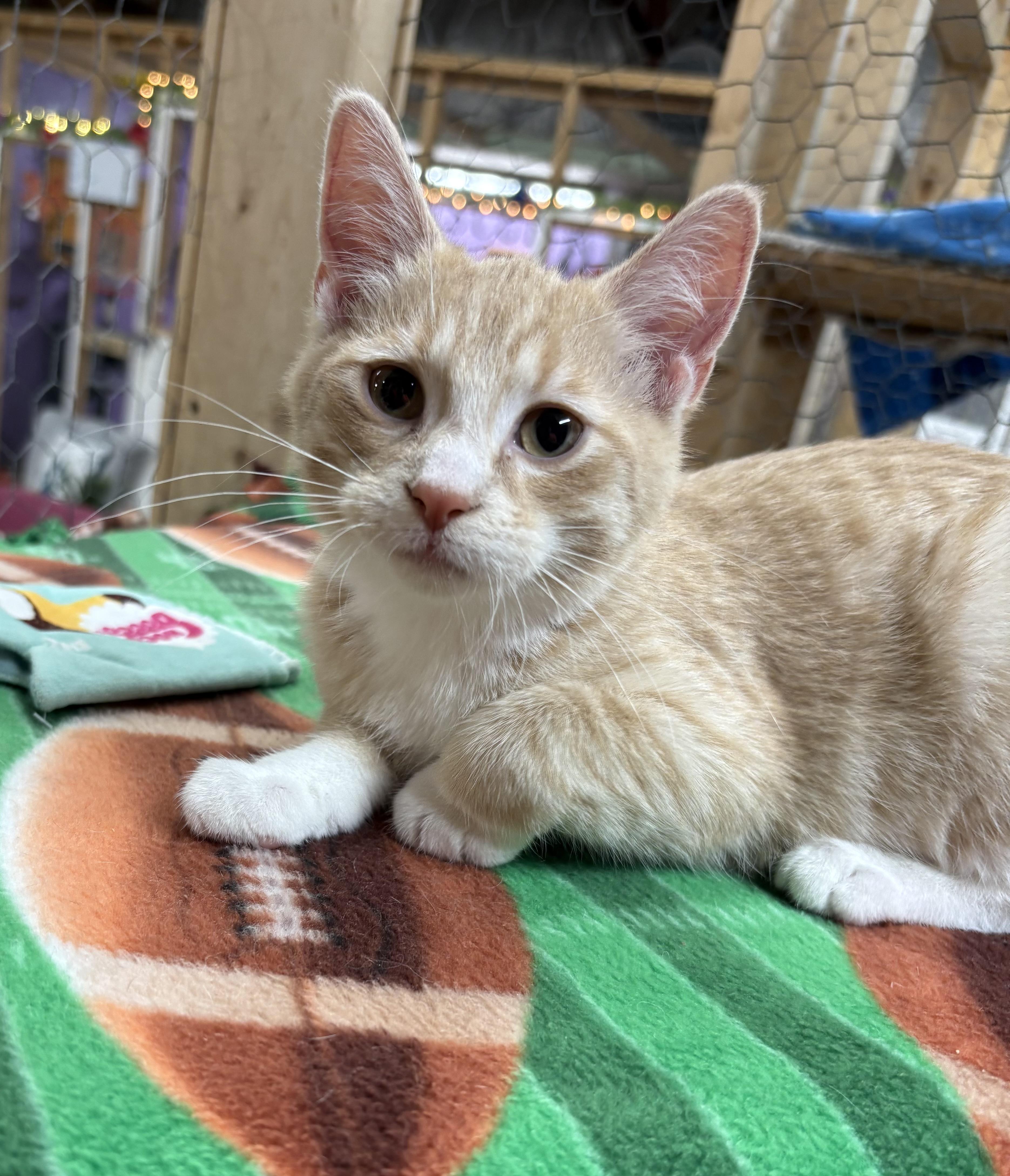 Merlin, a ADOPTABLE Domestic Short Hair in Faribault, MN image 1/2