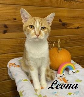 Enlarge Leona, a Adoptable Tabby in Cary, NC image 3/6