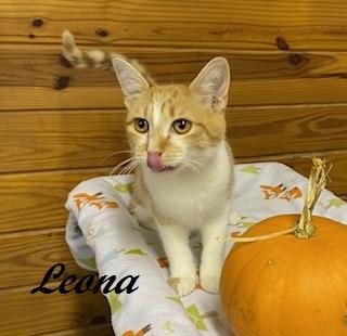 Leona, Adoptable, Kitten Female Tabby.