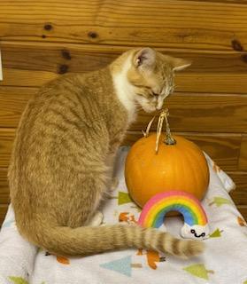 Enlarge Leona, a Adoptable Tabby in Cary, NC image 4/6