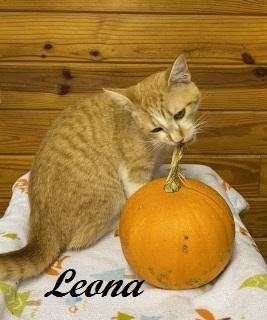 Enlarge Leona, a Adoptable Tabby in Cary, NC image 2/6