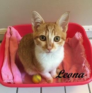 Enlarge Leona, a Adoptable Tabby in Cary, NC image 5/6