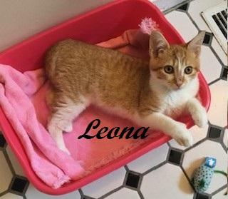 Enlarge Leona, a Adoptable Tabby in Cary, NC image 6/6