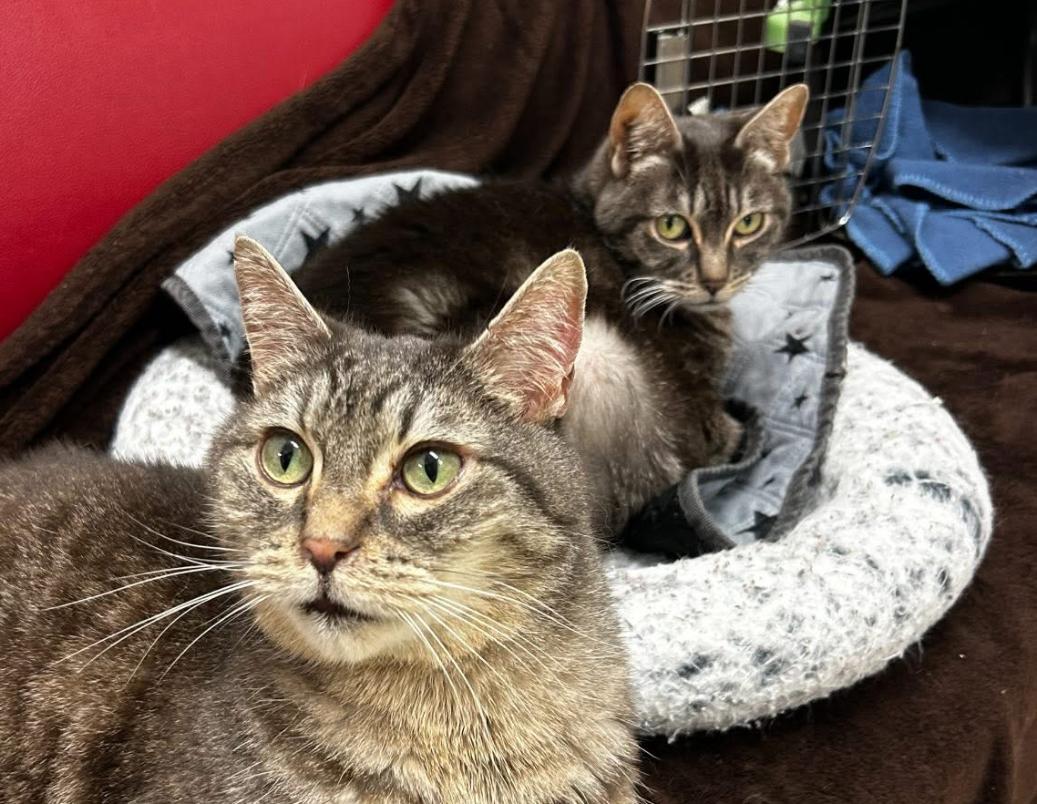 Hydrangea (Bonded with Hyacinth)