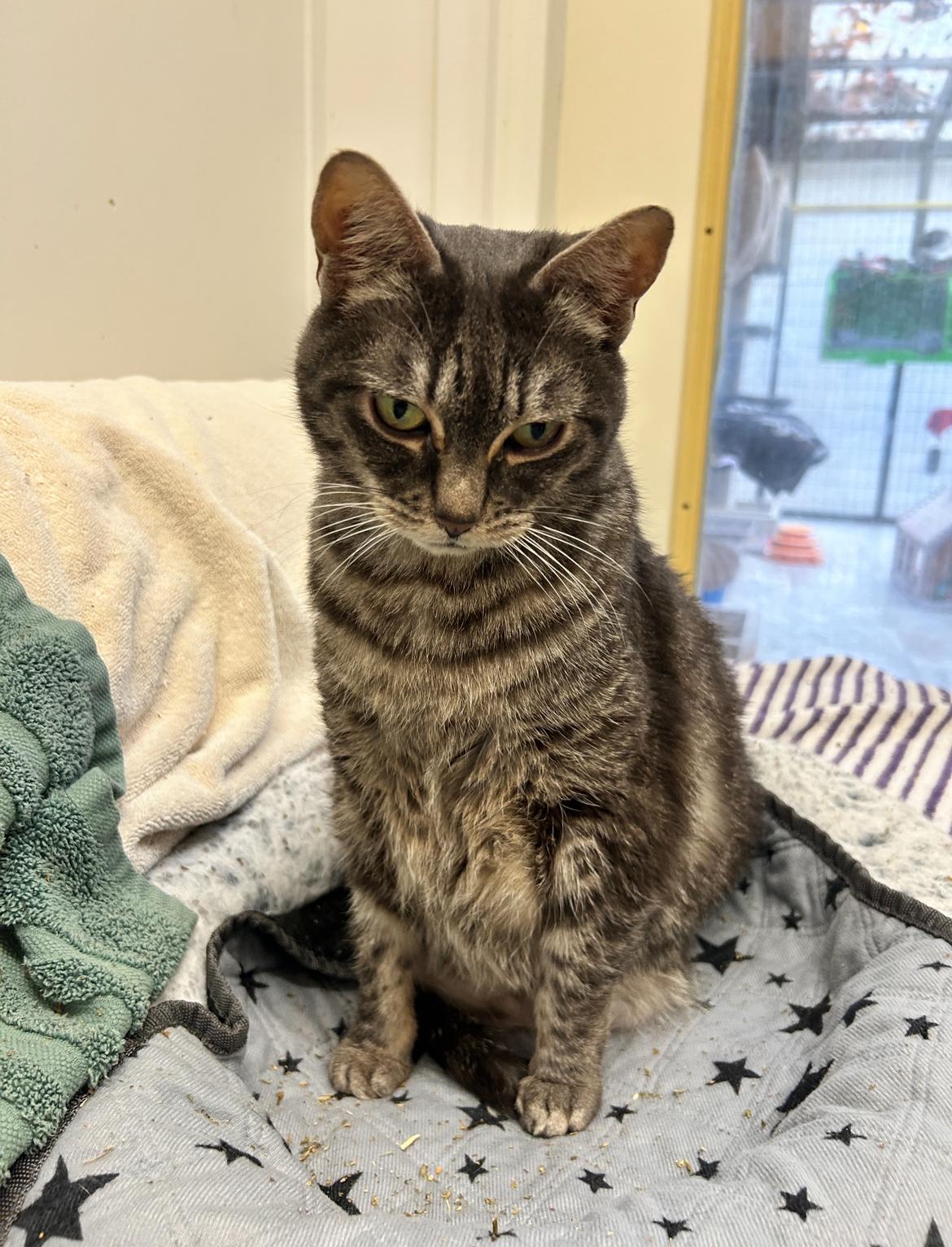 Hydrangea (Bonded with Hyacinth)