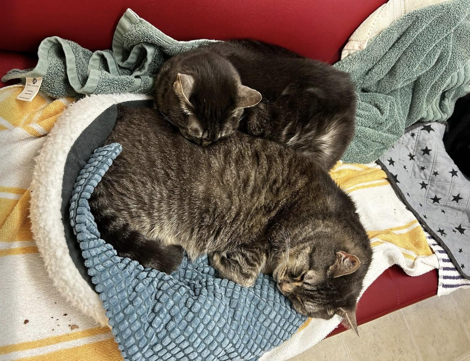 Hydrangea (Bonded with Hyacinth)