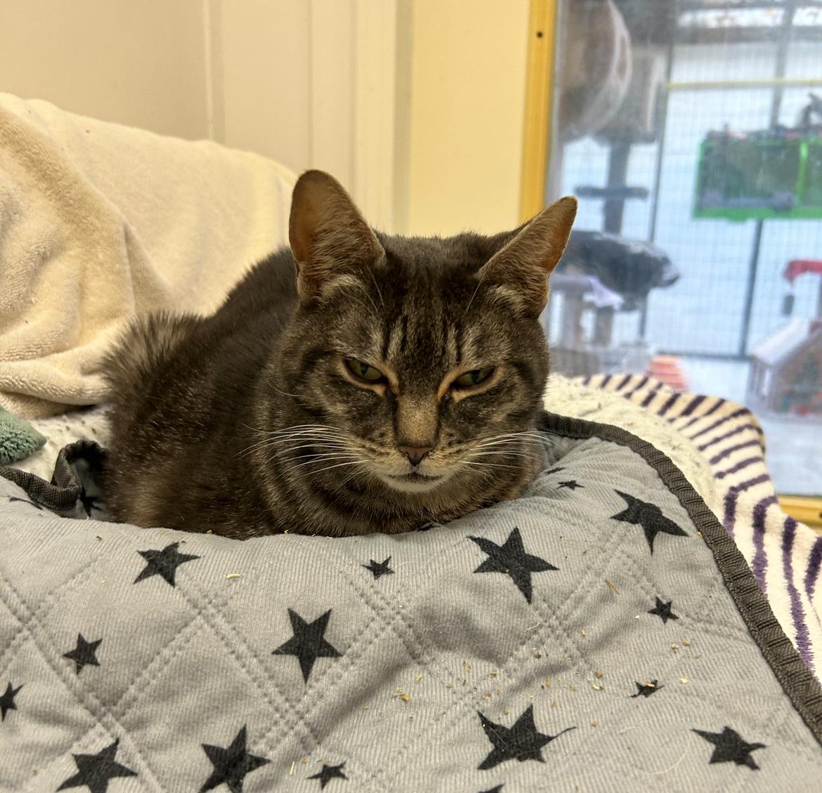 Hydrangea (Bonded with Hyacinth)