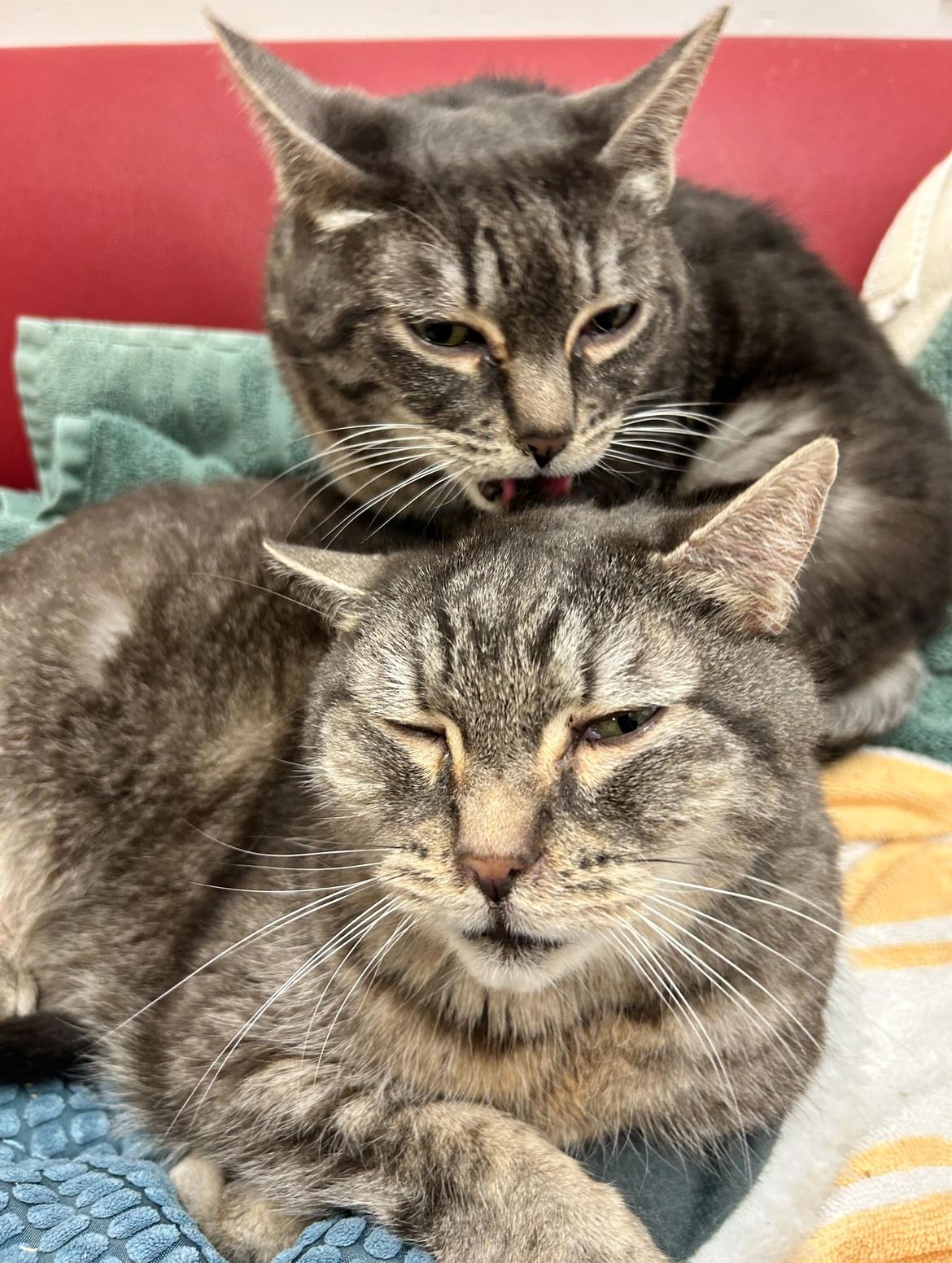 Hydrangea (Bonded with Hyacinth)