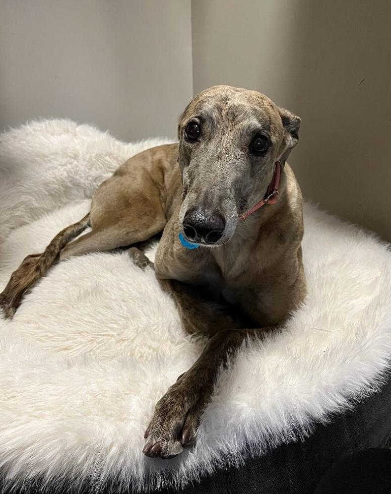 Enlarge Thursday, a ADOPTABLE Greyhound in Coon Rapids, MN image 1/1