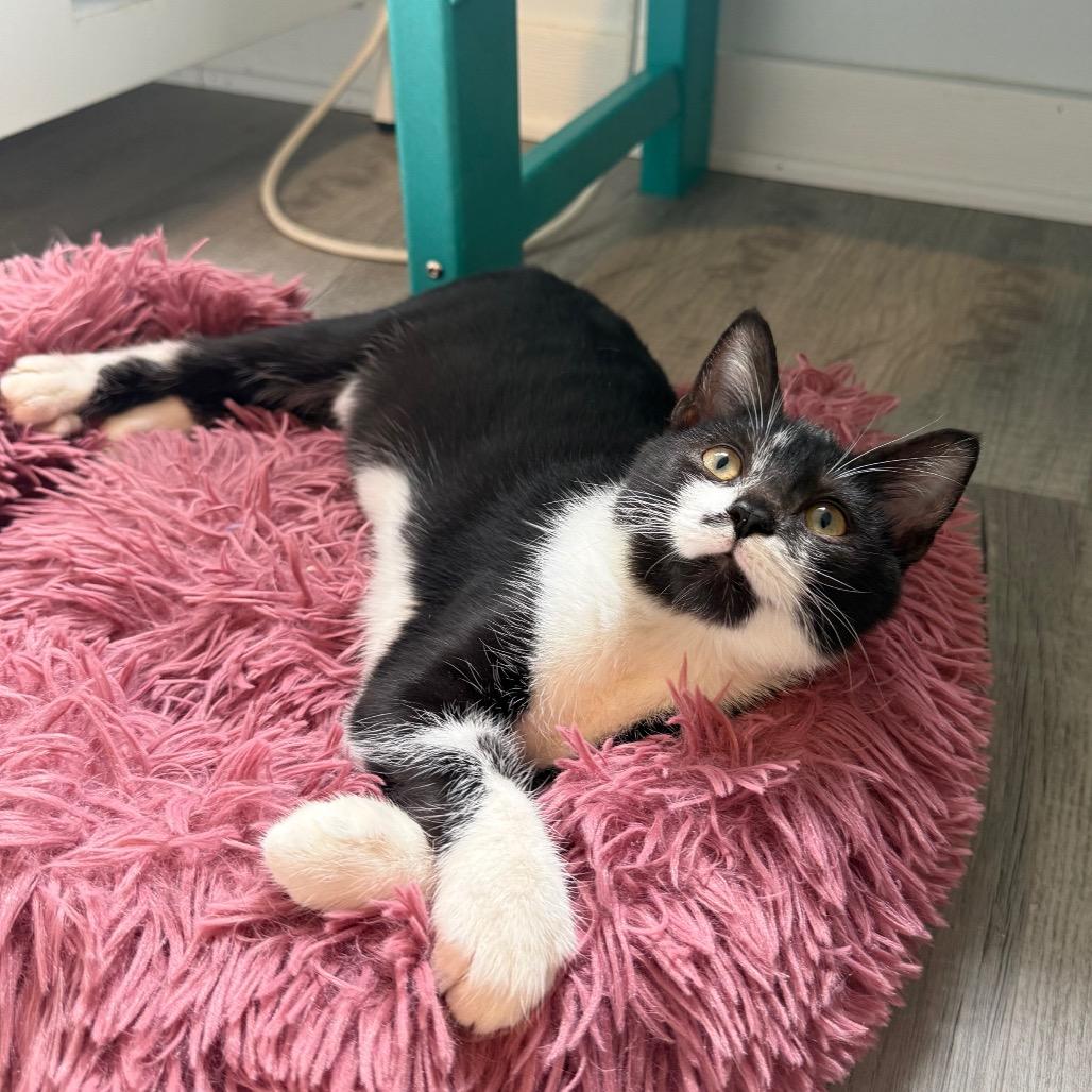 Enlarge Marilyn Monroe, a Adoptable Domestic Short Hair in Arden, NC image 1/6