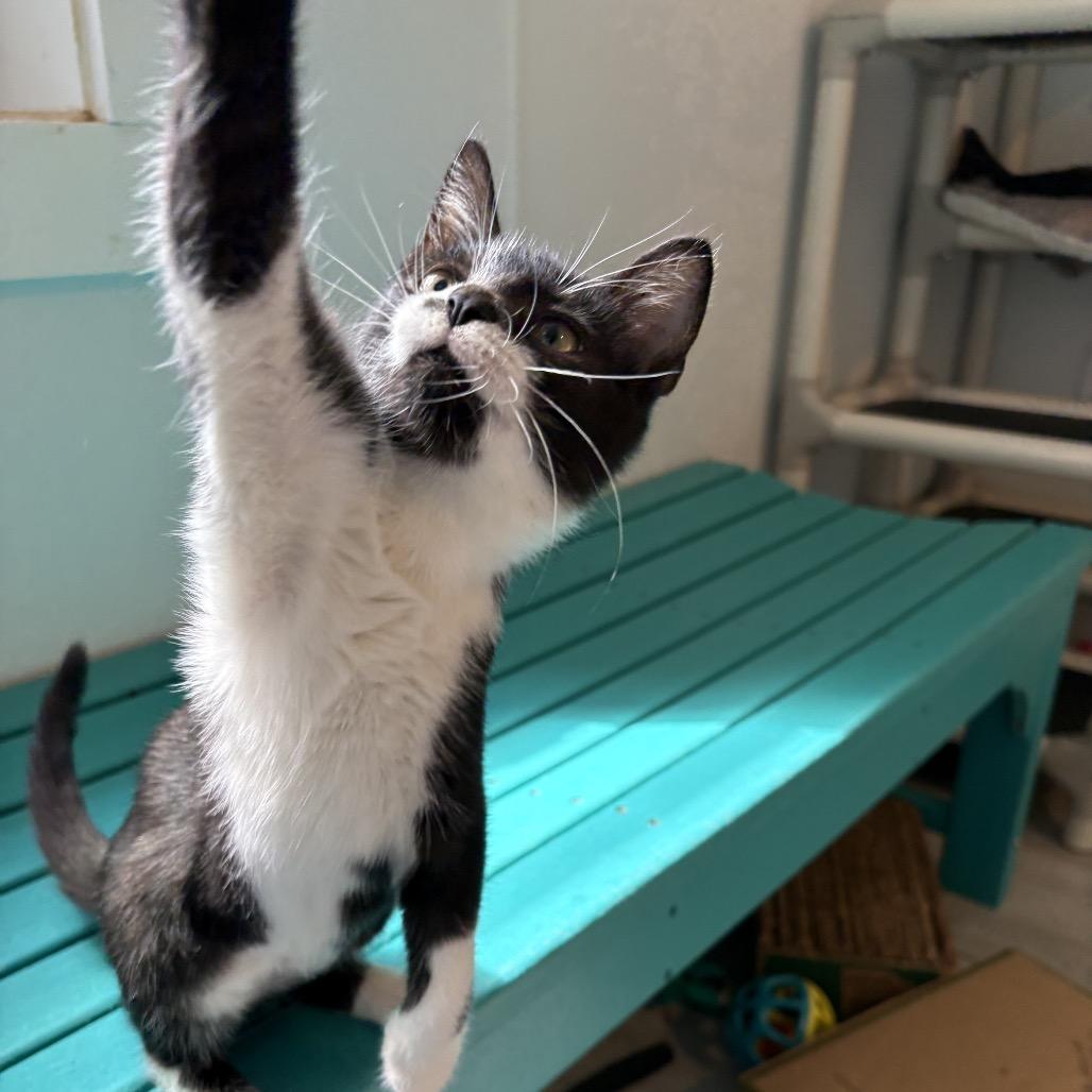 Enlarge Marilyn Monroe, a Adoptable Domestic Short Hair in Arden, NC image 2/6