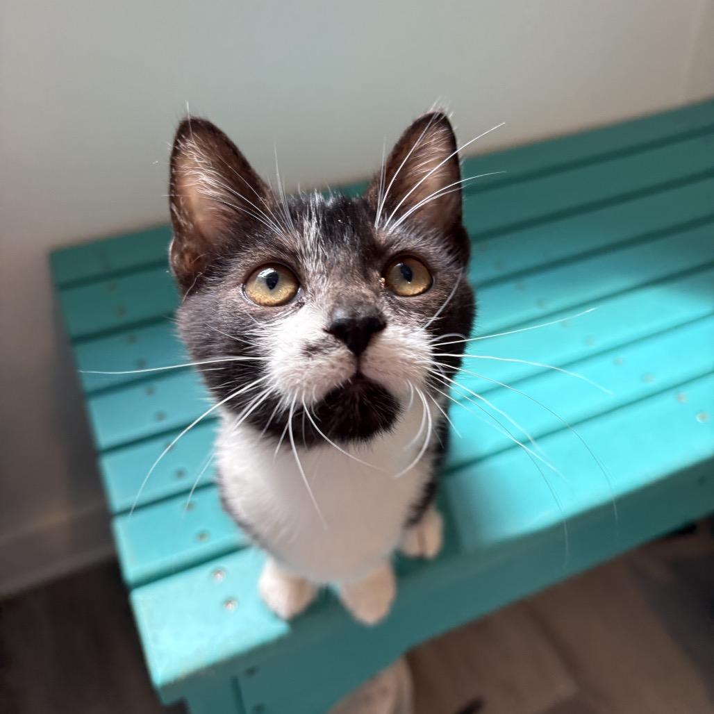 Enlarge Marilyn Monroe, a Adoptable Domestic Short Hair in Arden, NC image 3/6