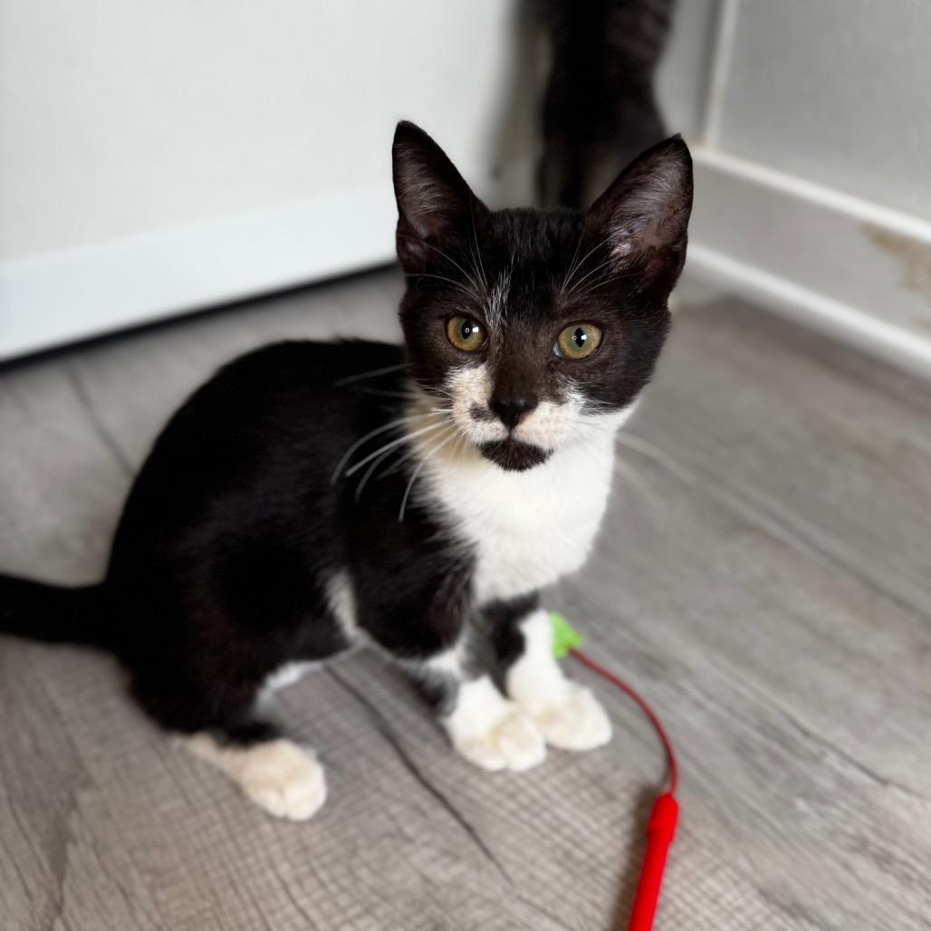 Enlarge Marilyn Monroe, a Adoptable Domestic Short Hair in Arden, NC image 4/6
