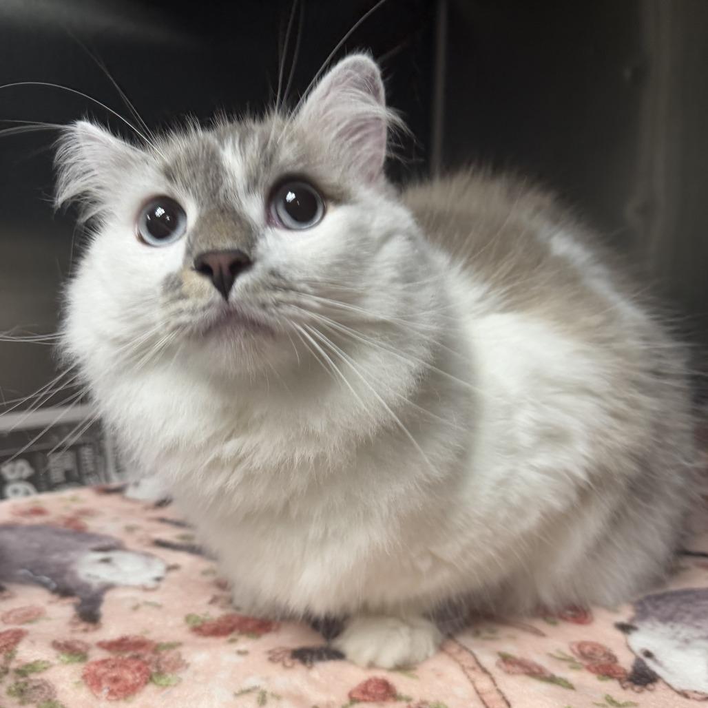 Valentino, a Adoptable Domestic Long Hair in Marion, VA image 1/3