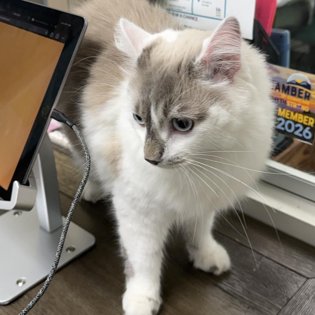 Valentino, a Adoptable Domestic Long Hair in Marion, VA image 2/3
