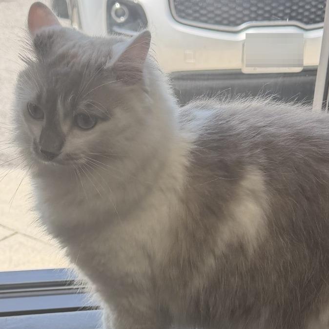 Valentino, a Adoptable Domestic Long Hair in Marion, VA image 3/3