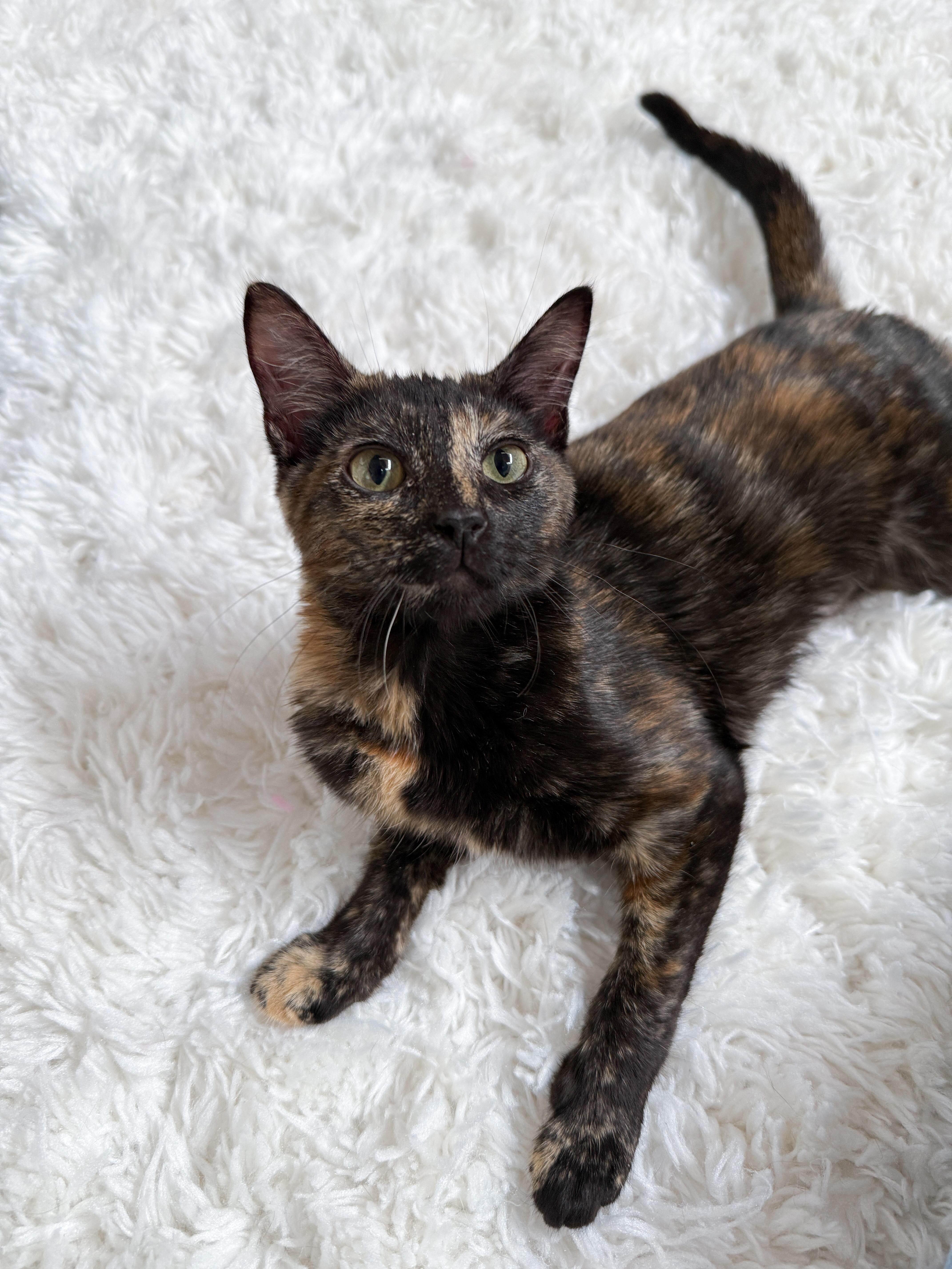 Enlarge Sassafras, a Adoptable Domestic Short Hair in New Orleans, LA image 1/1