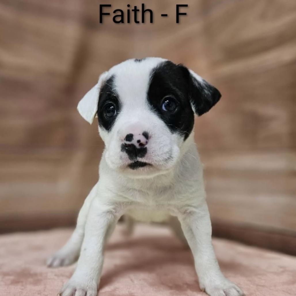 Enlarge Faith, a Adoptable mixed breed in Griswold, CT image 1/3