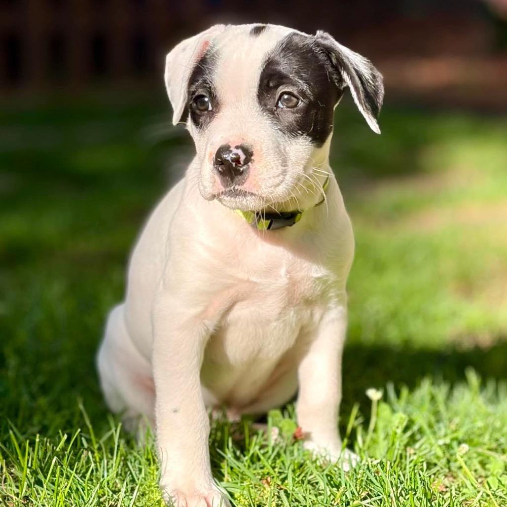 Enlarge Faith, a Adoptable mixed breed in Griswold, CT image 2/3