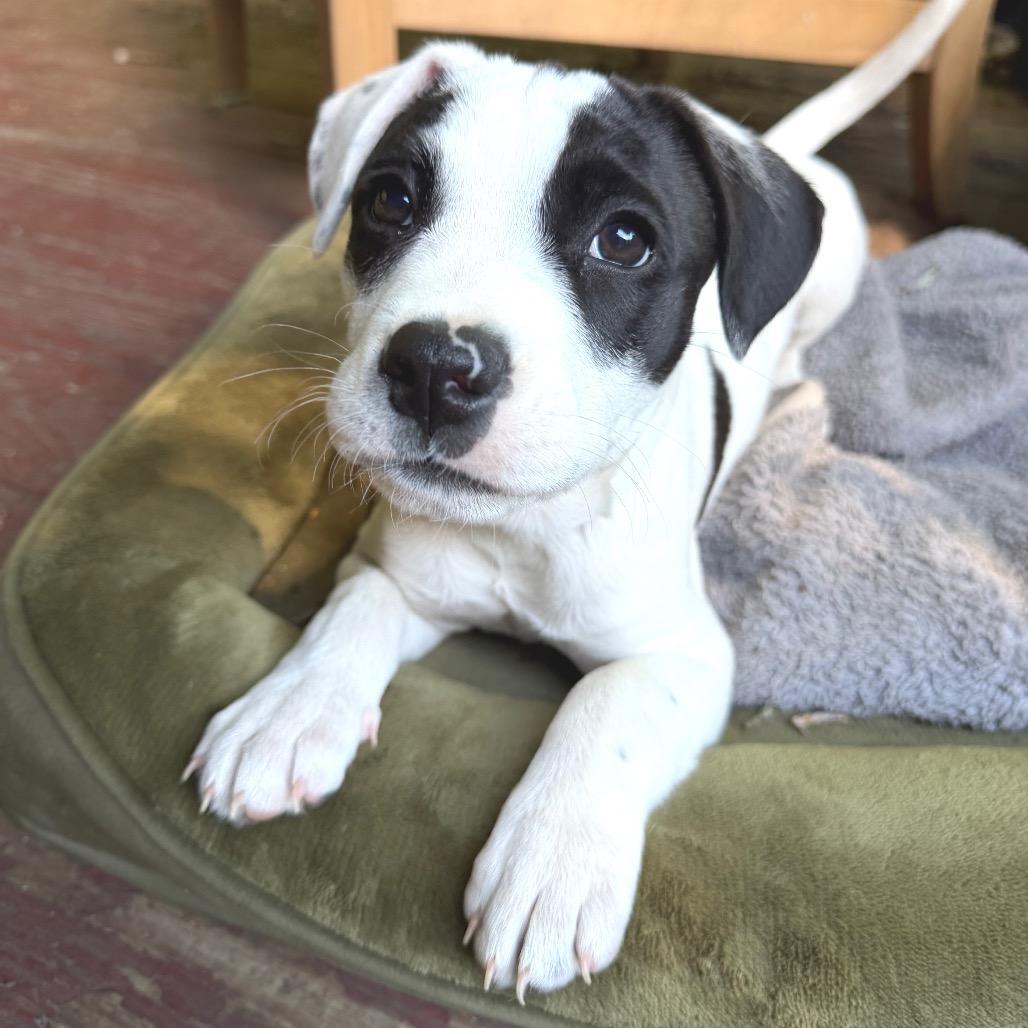 Enlarge Faith, a Adoptable mixed breed in Griswold, CT image 3/6