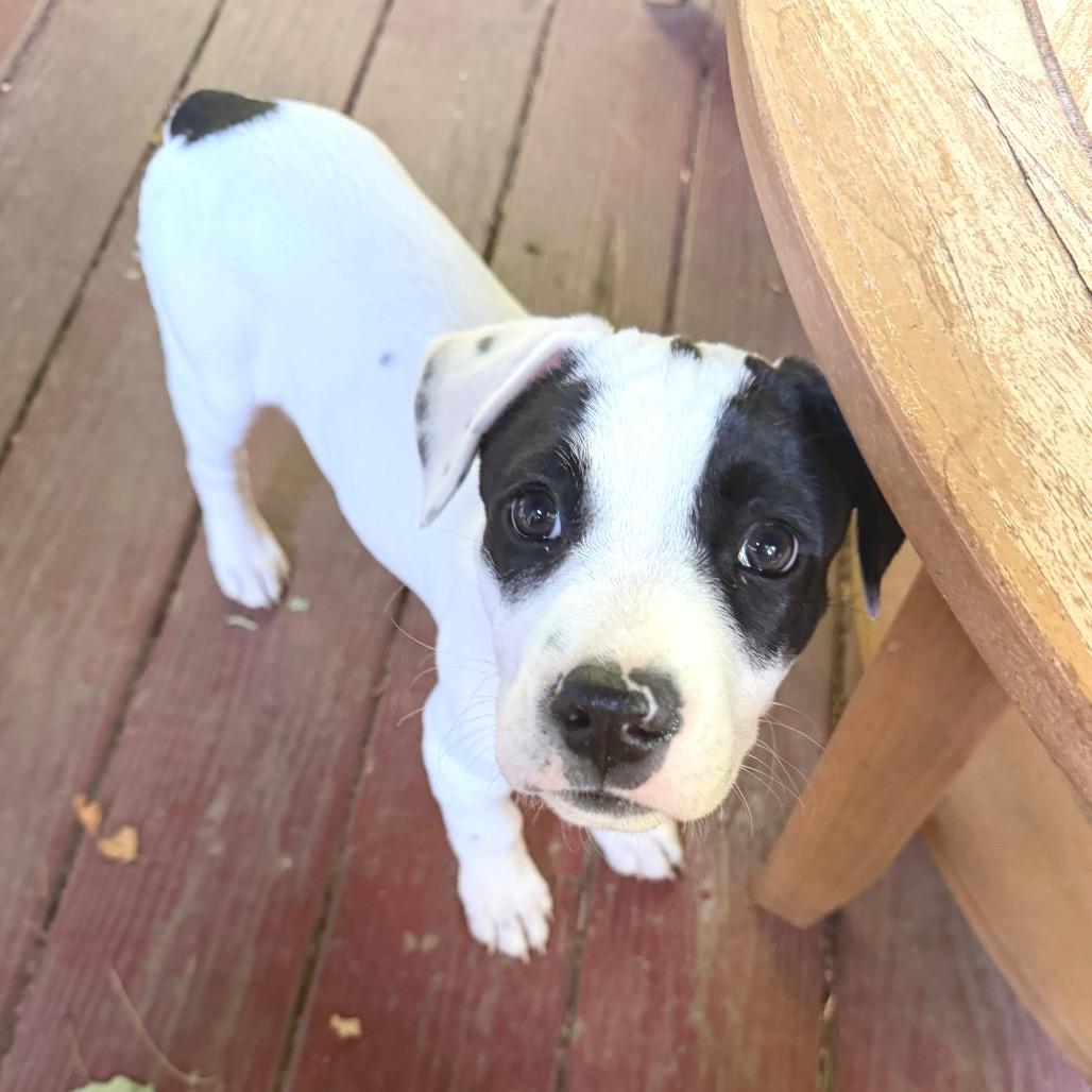 Enlarge Faith, a Adoptable mixed breed in Griswold, CT image 5/6