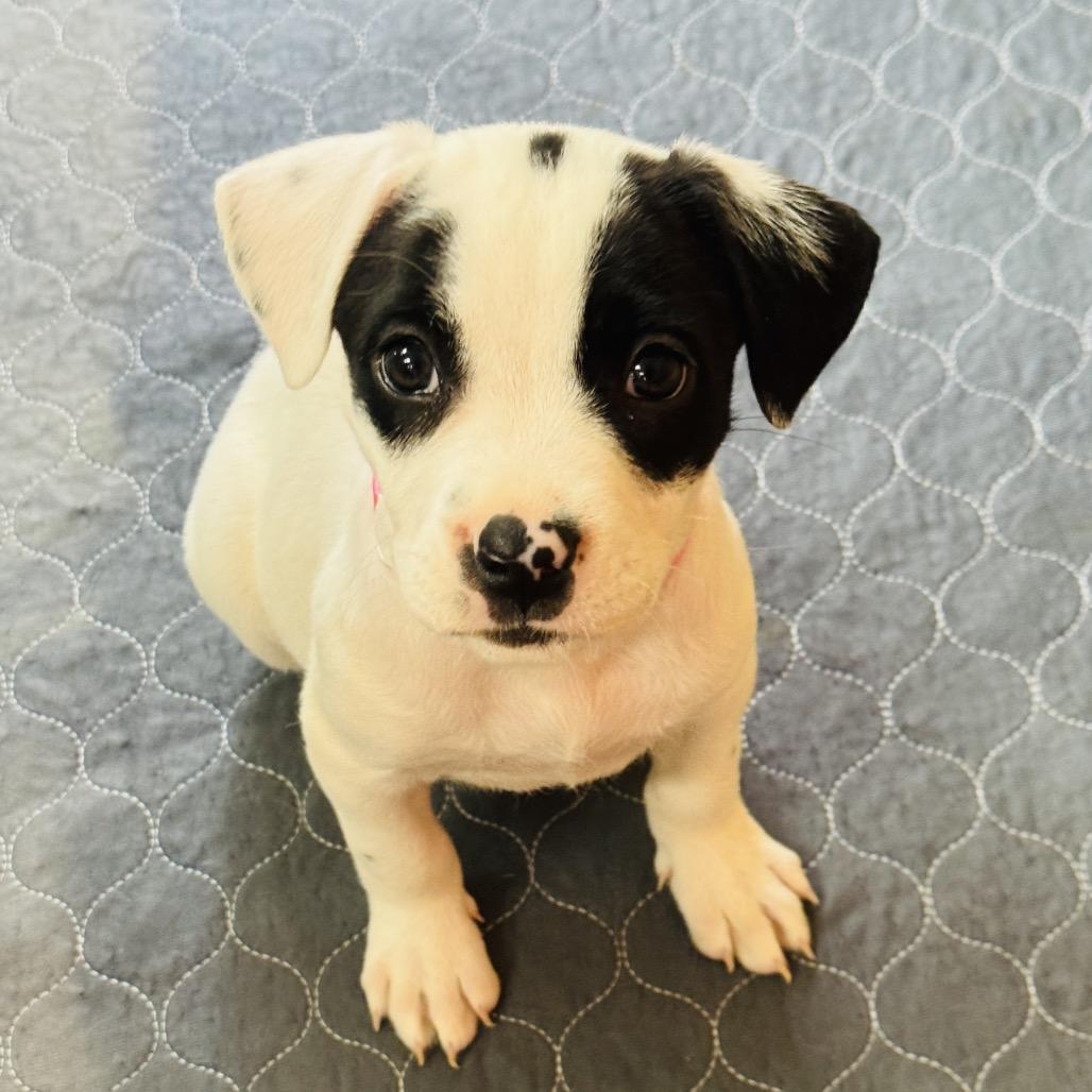 Enlarge Faith, a Adoptable mixed breed in Griswold, CT image 3/3