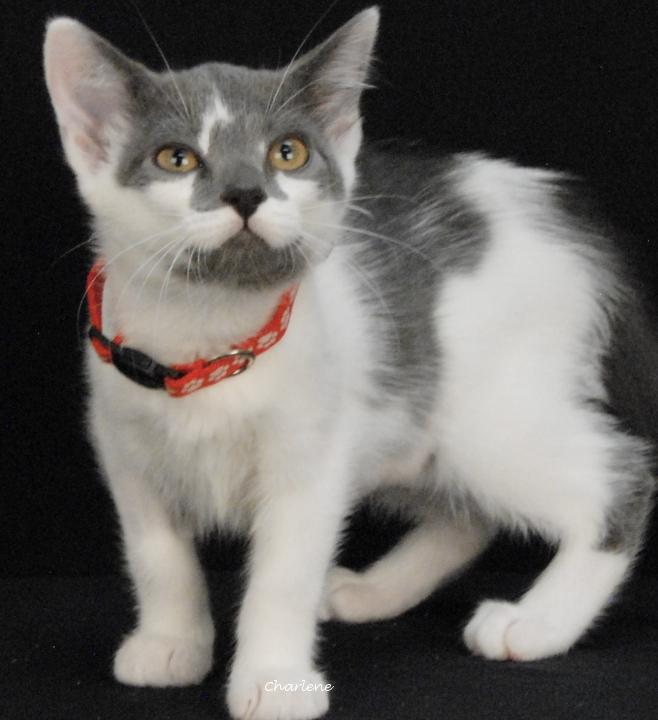 Scrimps, Adoptable, Kitten Male Domestic Short Hair.