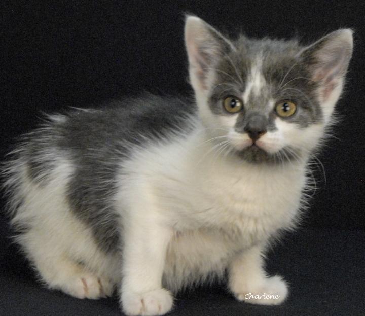 Scrimps, a Adoptable Domestic Short Hair in Newland, NC image 3/3