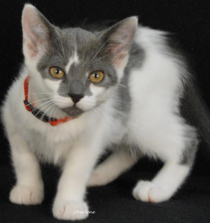 Scrimps, a Adoptable Domestic Short Hair in Newland, NC image 2/3
