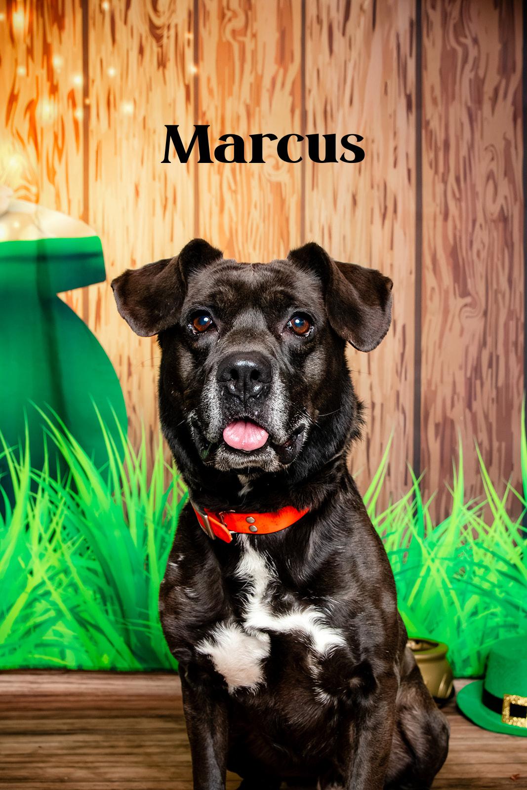 Enlarge Marcus, a Adoptable mixed breed in Oak Ridge, TN image 2/5