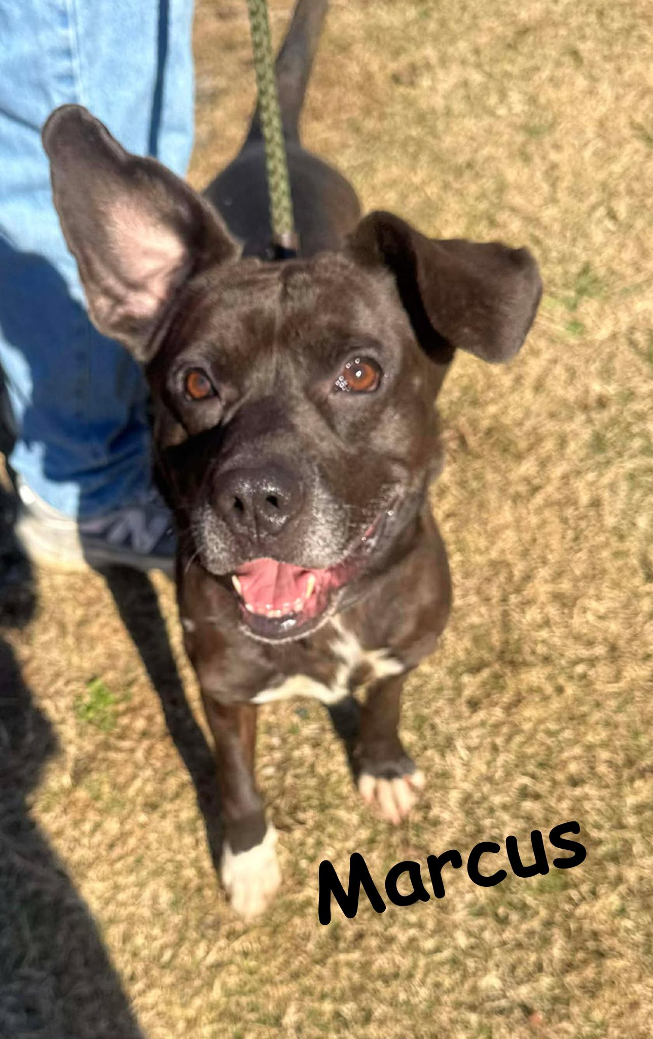 Enlarge Marcus, a Adoptable mixed breed in Oak Ridge, TN image 3/5