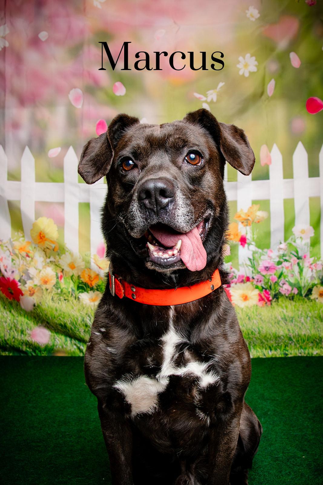 Enlarge Marcus, a Adoptable mixed breed in Oak Ridge, TN image 1/6