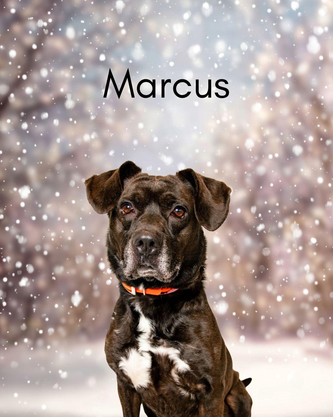 Enlarge Marcus, a Adoptable mixed breed in Oak Ridge, TN image 4/5