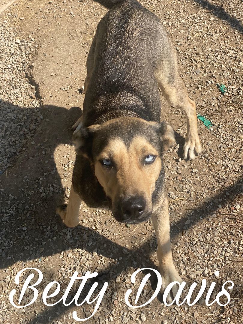 Enlarge Betty Davis, a Adoptable mixed breed in Dallas, TX image 1/1