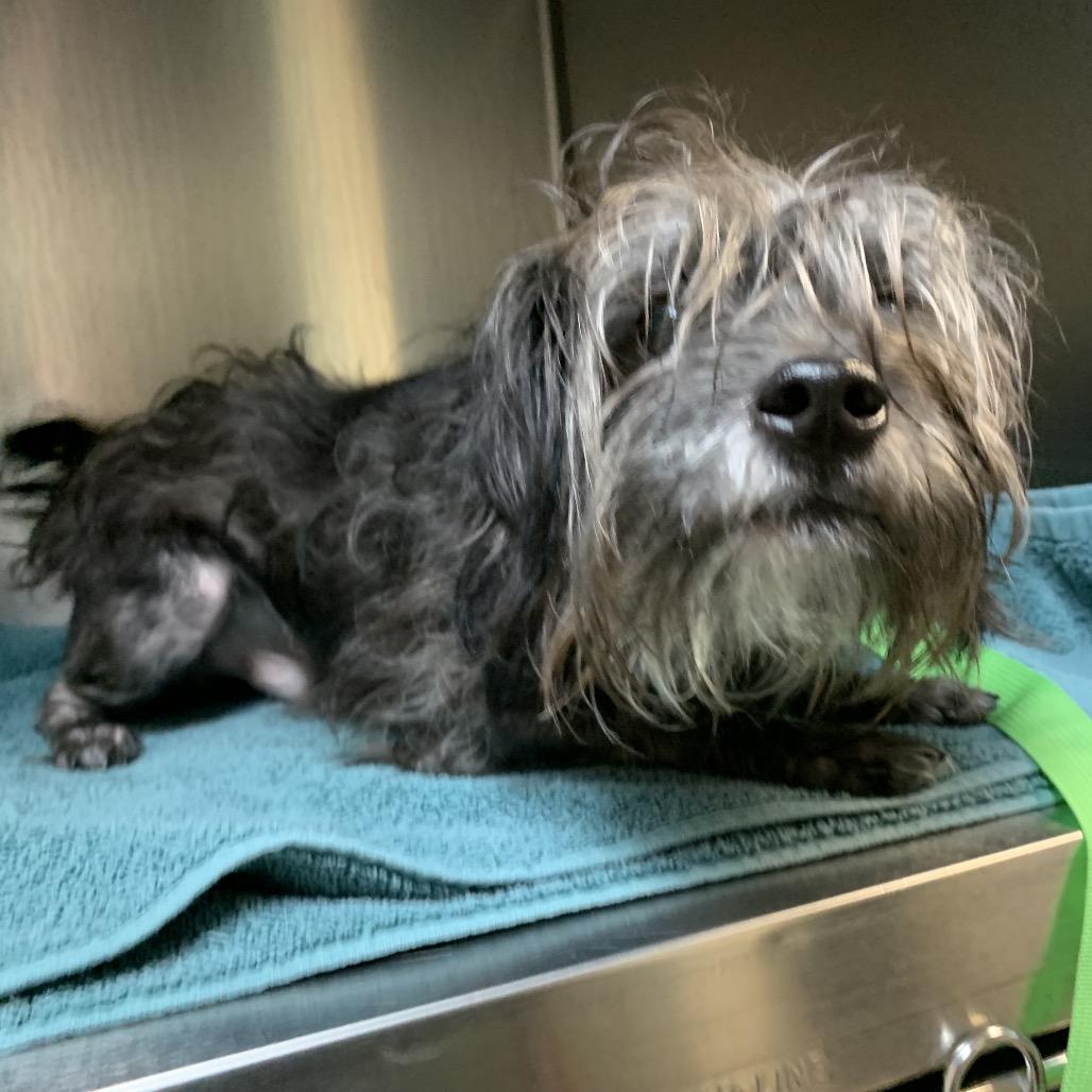 Name Unknown, Adoptable, Adult Male Terrier.