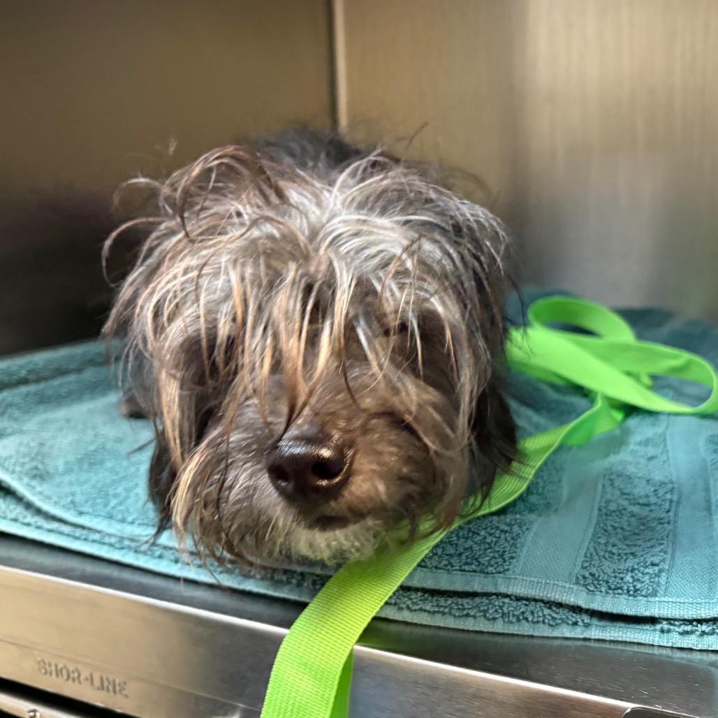 Enlarge Name Unknown, a Adoptable Terrier in Pasadena, CA image 2/2