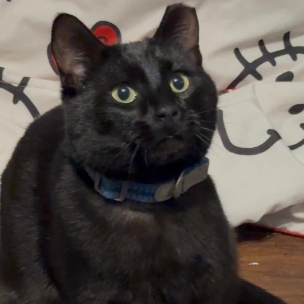 Mister Muffins **Off-Site Foster Home**, Adoptable, Young Male Domestic Short Hair.