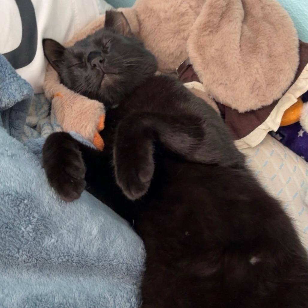 Mister Muffins **Off-Site Foster Home**, a Adoptable Domestic Short Hair in Troy, IL image 2/5
