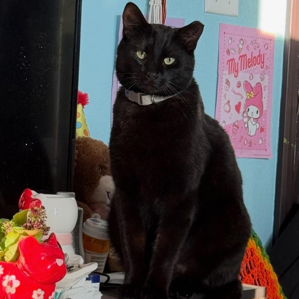 Mister Muffins **Off-Site Foster Home**, a Adoptable Domestic Short Hair in Troy, IL image 3/5