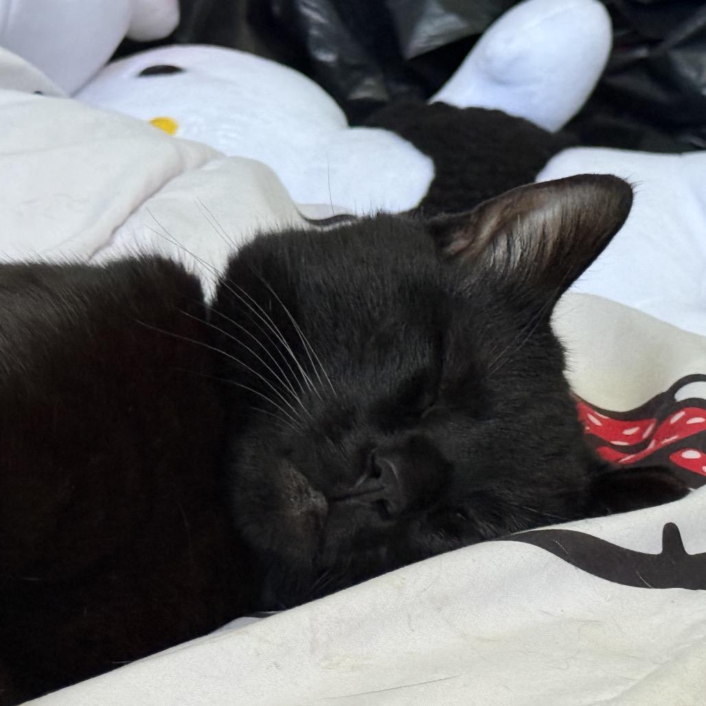 Mister Muffins **Off-Site Foster Home**, a Adoptable Domestic Short Hair in Troy, IL image 4/5