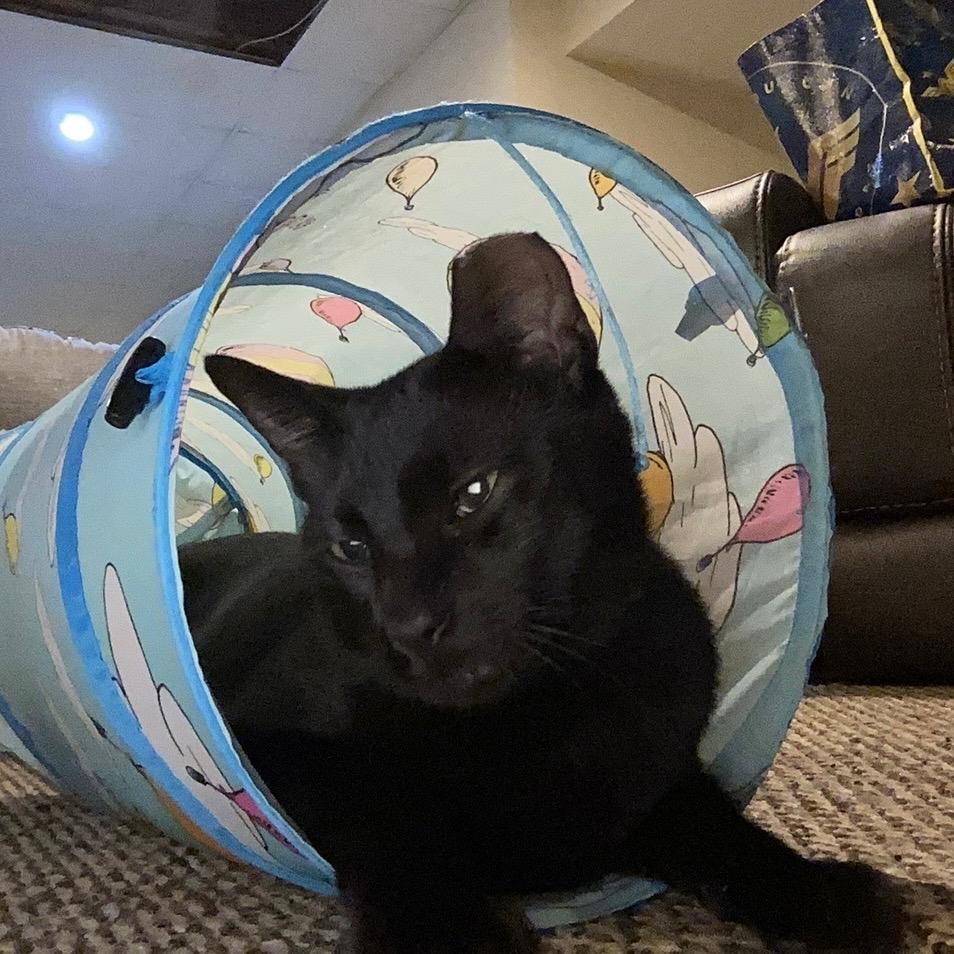 Mister Muffins **Off-Site Foster Home**, a Adoptable Domestic Short Hair in Troy, IL image 5/5