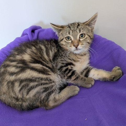 Grundel, ADOPTABLE, Kitten Male Domestic Short Hair.