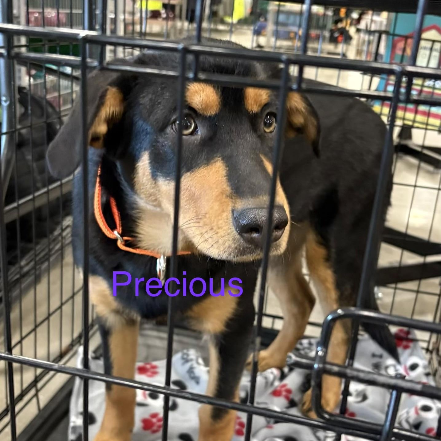 Enlarge Precious, a ADOPTABLE mixed breed in Coldwater, MI image 1/2