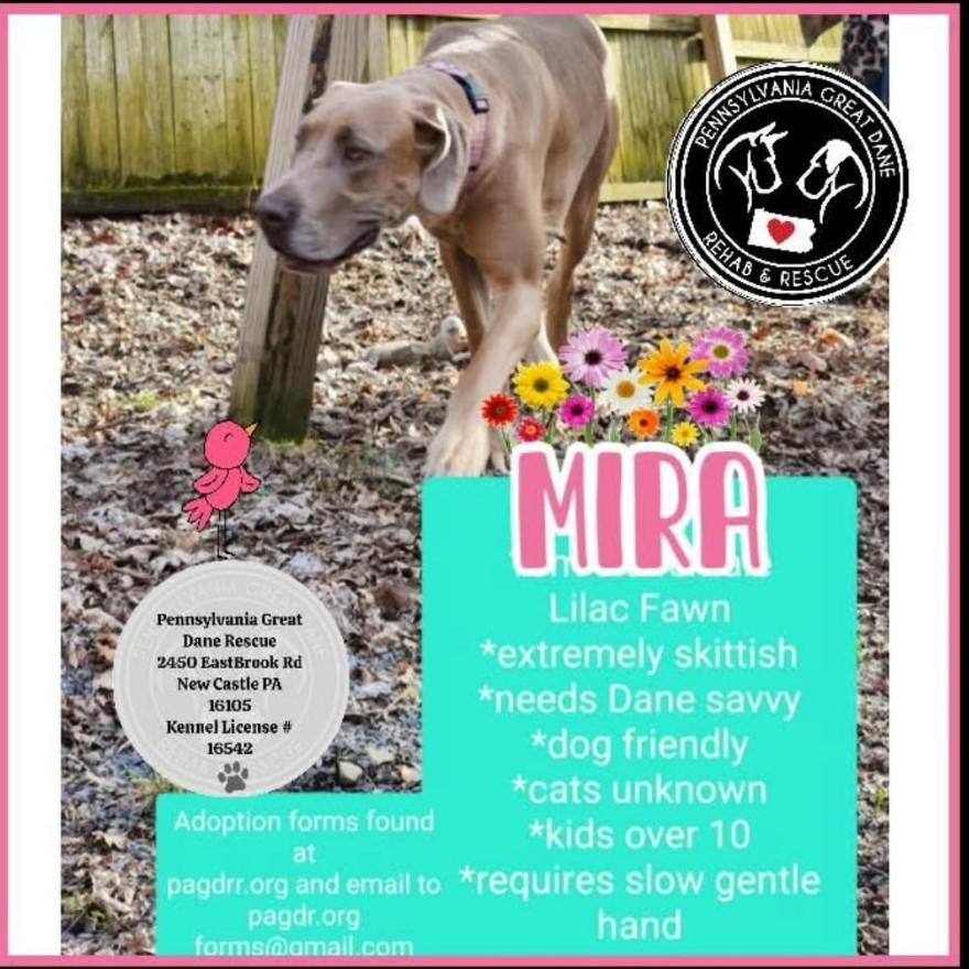 Mira, Adopted, Adult Female Great Dane.